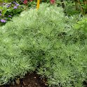 Artemisia schmidtiana 'Nana'